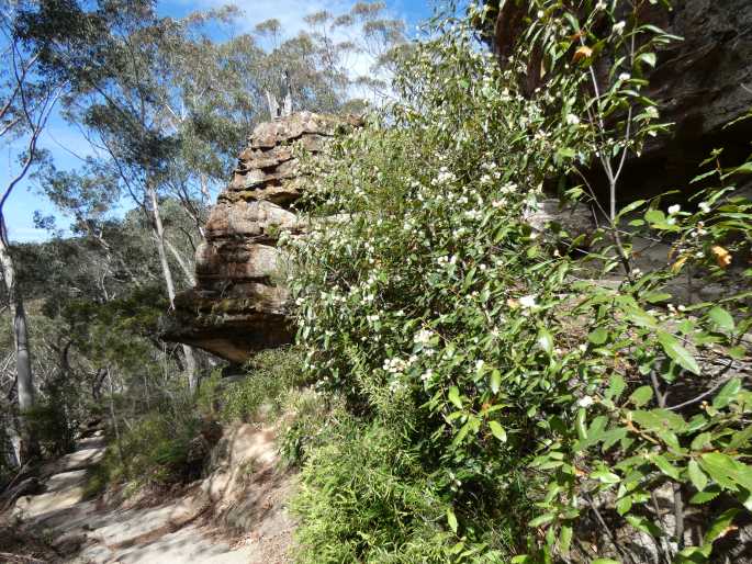 Callicoma serratifolia