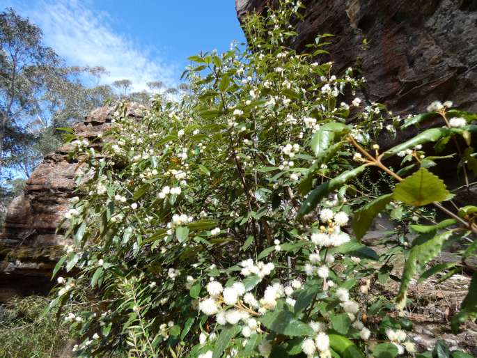 Callicoma serratifolia