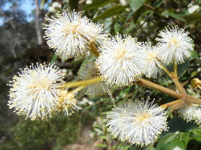 Callicoma serratifolia