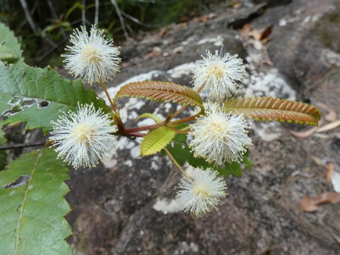 Callicoma serratifolia