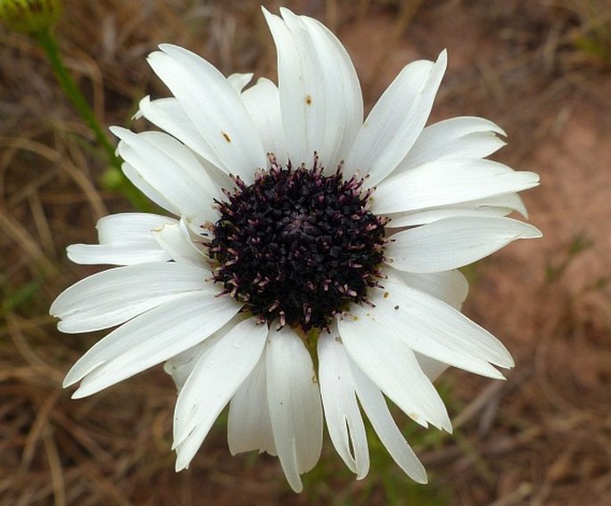 CALLILEPIS LEPTOPHYLLA Harv.