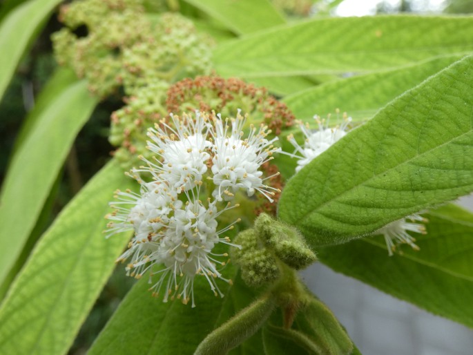 Callicarpa pilosissima