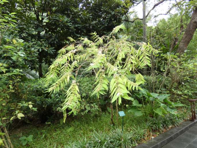 Callicarpa pilosissima