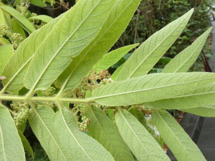 Callicarpa pilosissima