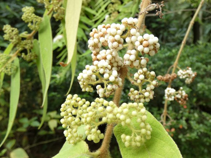 Callicarpa pilosissima