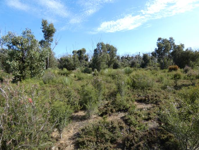 Callistemon rugulosus