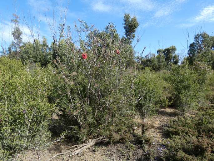 Callistemon rugulosus