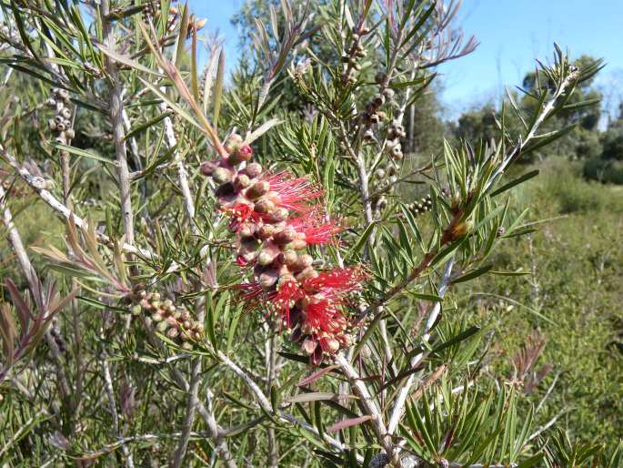 Callistemon rugulosus