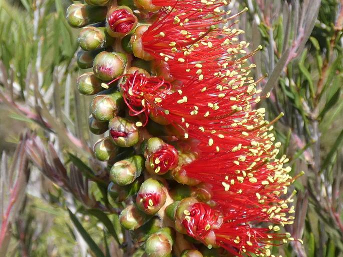 Callistemon rugulosus