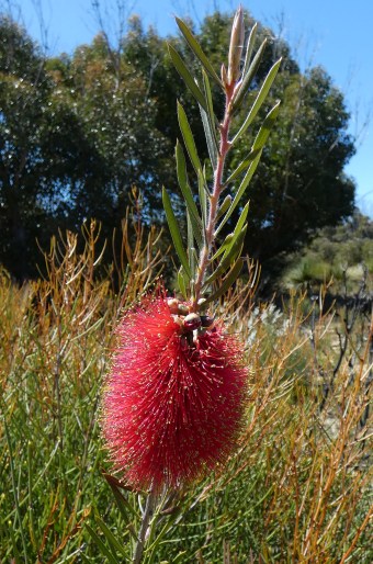 Callistemon rugulosus