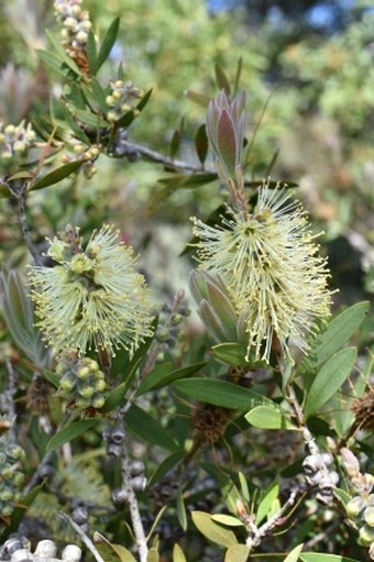 Callistemon salignus