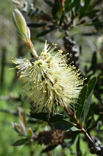 Callistemon salignus