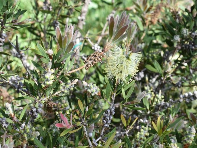 Callistemon salignus