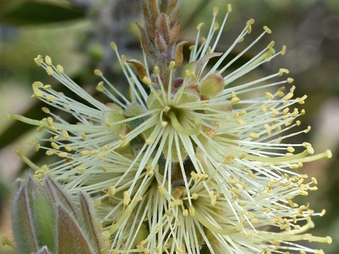 Callistemon salignus