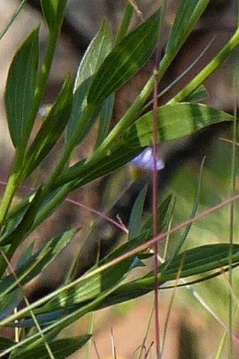 Callilepis laureola