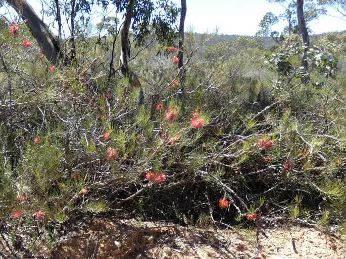 Callistemon teretifolius