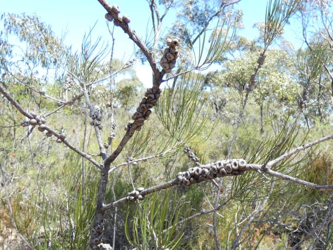 Callistemon teretifolius