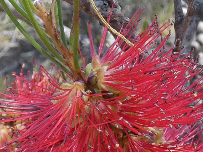 Callistemon teretifolius