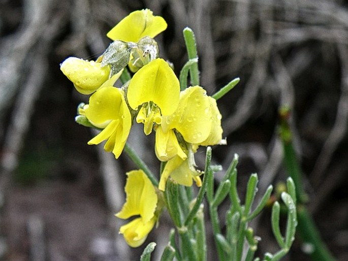 CALOBOTA ANGUSTIFOLIA (E. Mey.) Boatwr. et B.-E. van Wyk