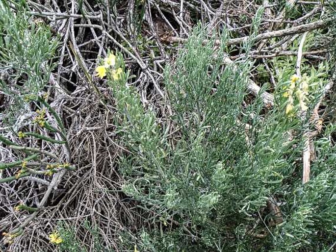 Calobota angustifolia