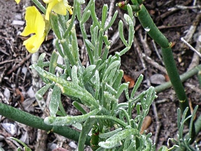 Calobota angustifolia