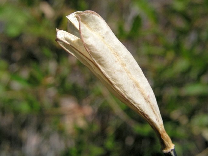 Calochortus apiculatus
