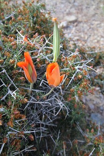 Calochortus kennedyi