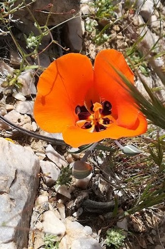 Calochortus kennedyi