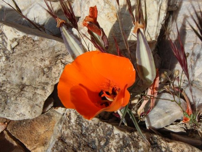 Calochortus kennedyi