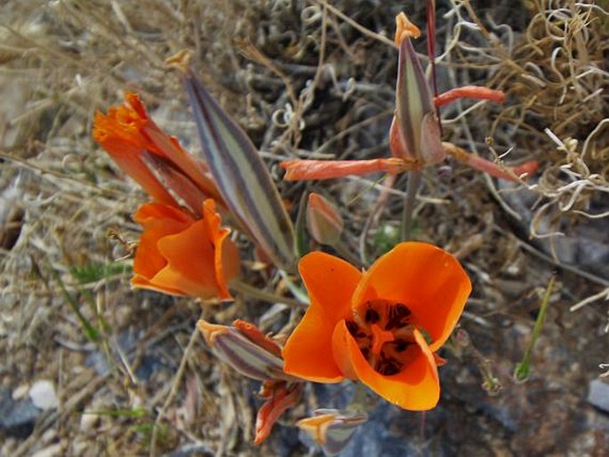 CALOCHORTUS KENNEDYI Porter – pěknosemenec