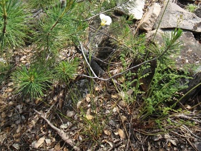 Calochortus leichtlinii