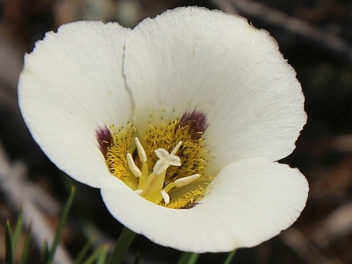 Calochortus leichtlinii