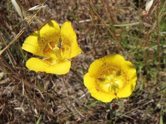 Calochortus luteus