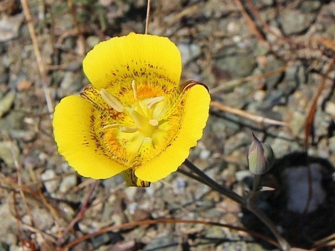 CALOCHORTUS LUTEUS Douglas ex Lindl. – pěknosemenec