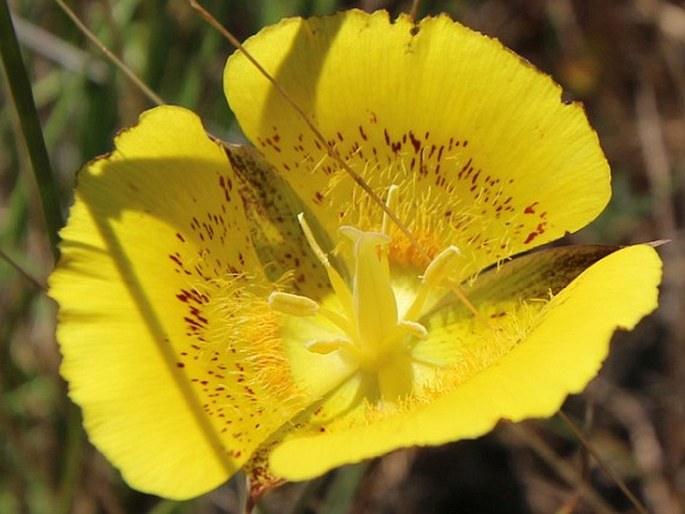 Calochortus luteus