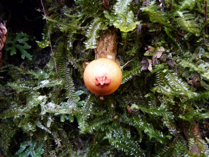 Calostoma cinnabarinum