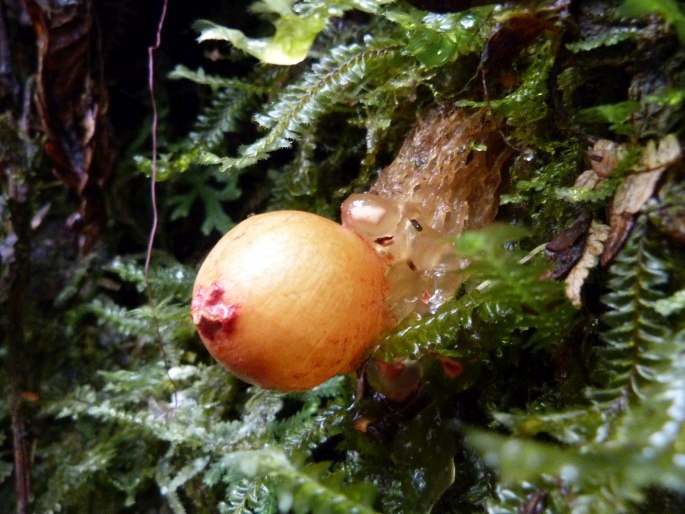 Calostoma cinnabarinum