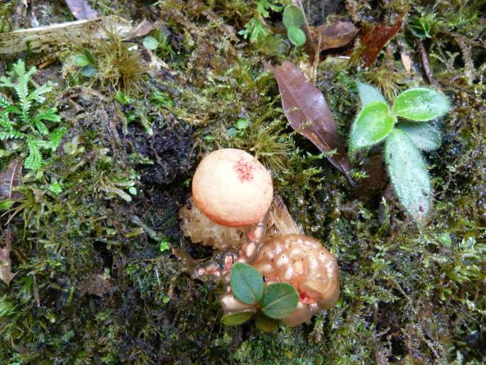 Calostoma cinnabarinum