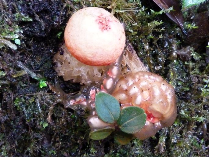 Calostoma cinnabarinum