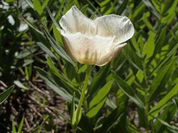 Calochortus subalpinus