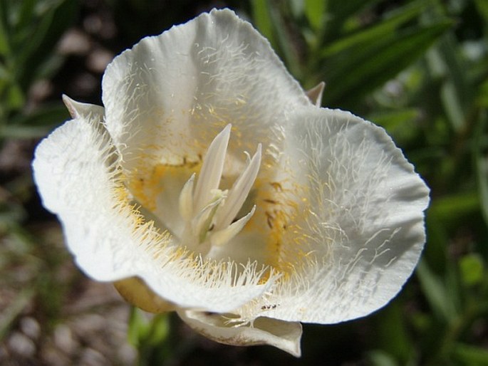 CALOCHORTUS SUBALPINUS Piper – pěknosemenec