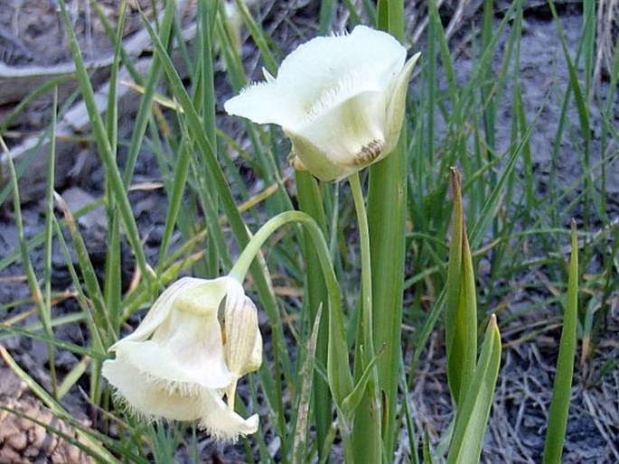 Calochortus subalpinus