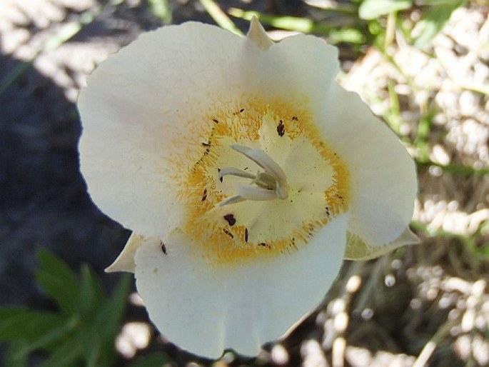 Calochortus subalpinus