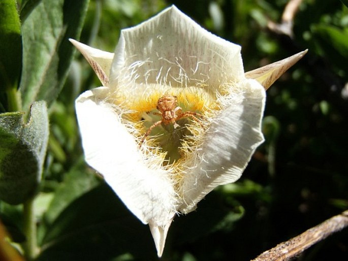 Calochortus subalpinus