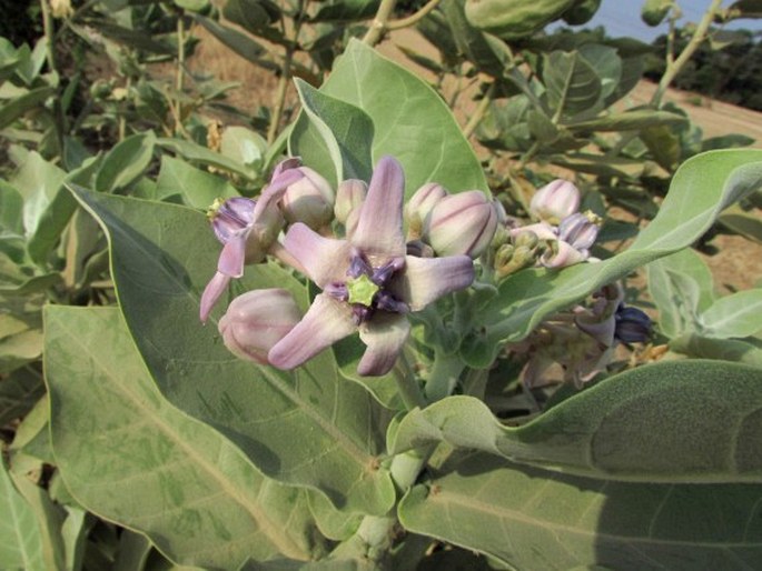 Calotropis gigantea