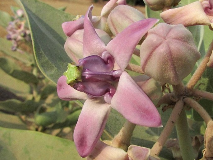 Calotropis gigantea