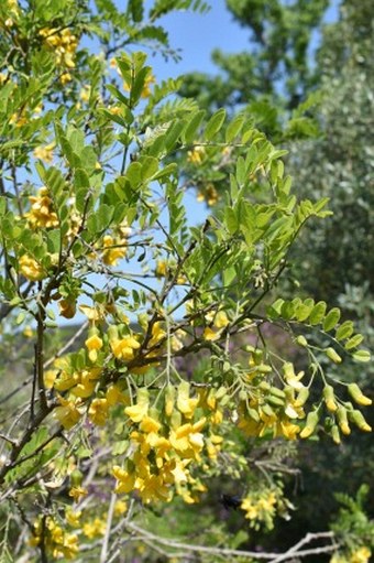 Calpurnia aurea