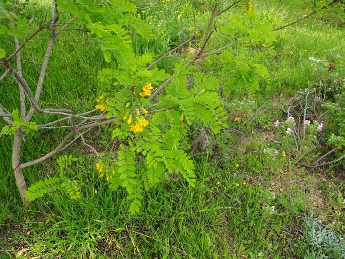 Calpurnia aurea