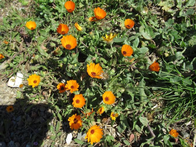 Calendula stellata