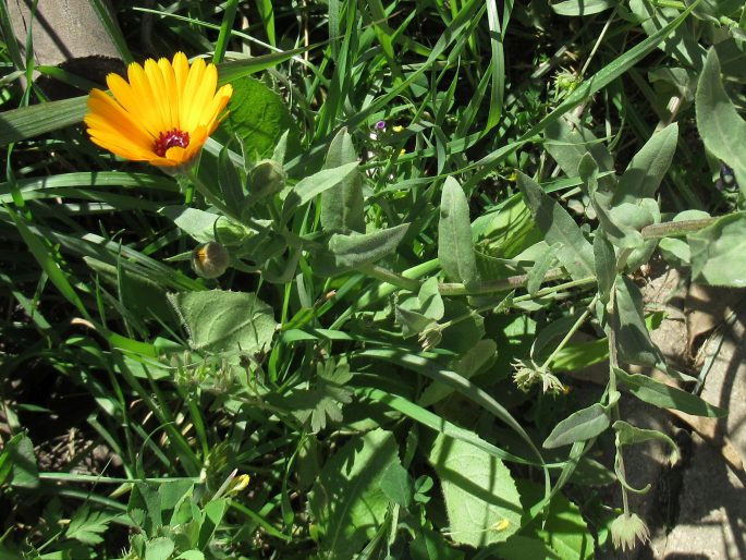 Calendula stellata